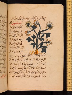 UK MS. Arab. d. 138 — Dioscorides Pedanius, of Anazarbos (d. c. 90 CE.);